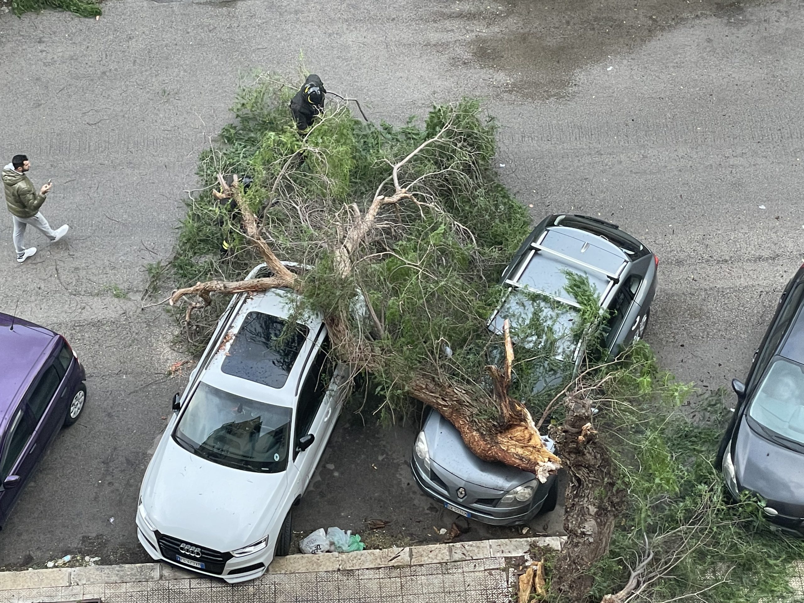Bagheria: crolla un albero in via Capitano Luigi Giorgi. Ingenti danni a due vetture.