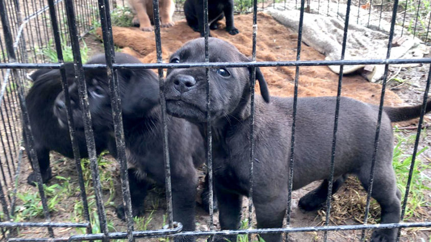 Ancora polemiche sulla vicenda del progetto del canile municipale a Bagheria