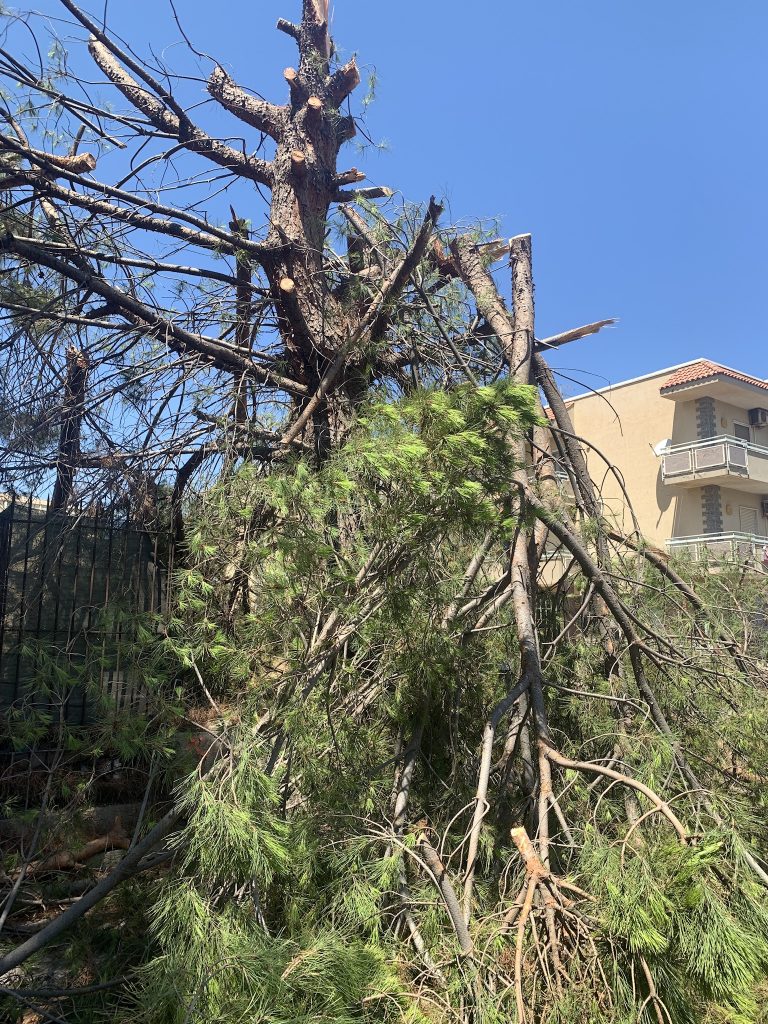 Mobilitazione generale trasversale per salvare i pini di via Bagnera a Bagheria.