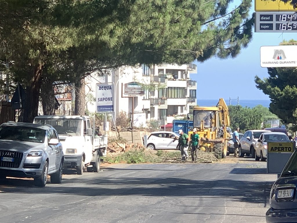 Per i pini di via Bagnera in campo Europa verde-Verdi Sicilia.