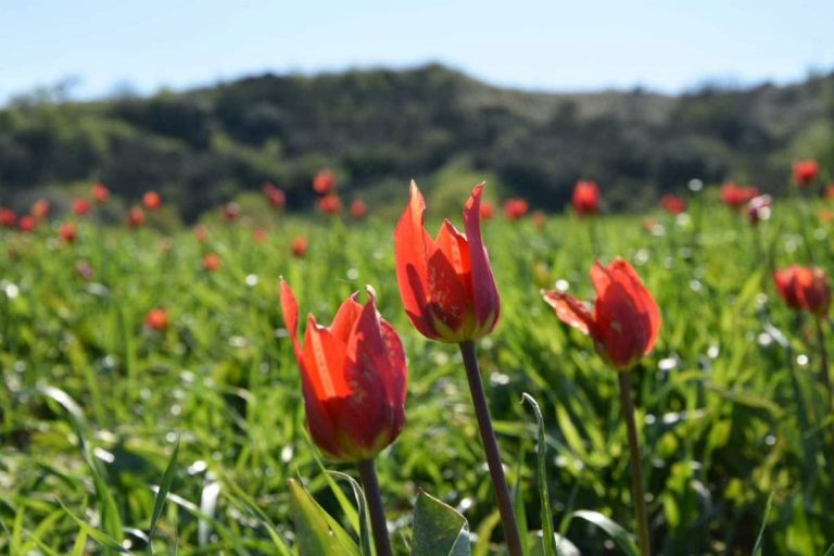 BLUFI: un fazzoletto di tulipani rossi da ammirare e preservare