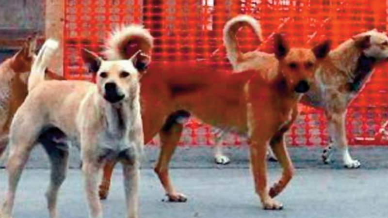 Sinistro stradale causato da un cane randagio. Non è possibile addebitare la responsabilità all’Anas proprietaria della strada