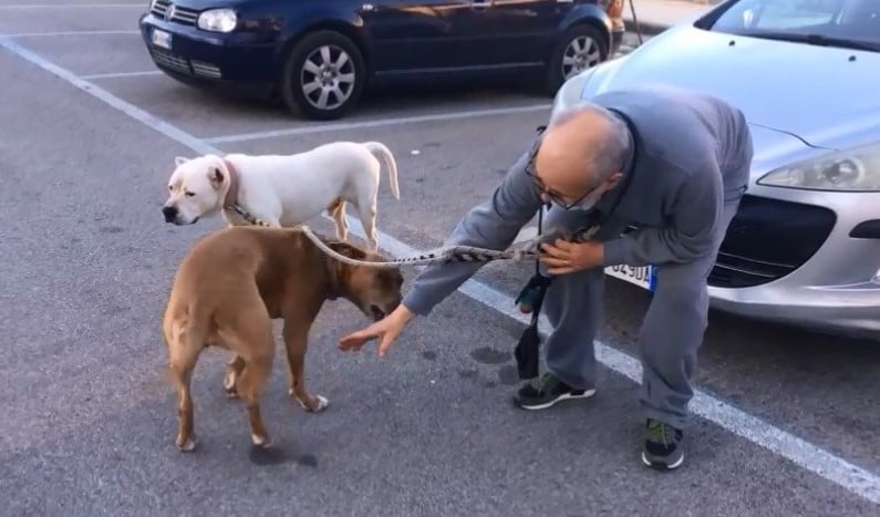 In arrivo sussidio economico destinato ai proprietari di animali domestici